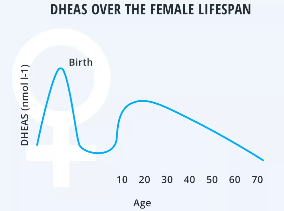 Educational chart illustrating DHEA-S levels across the female lifespan