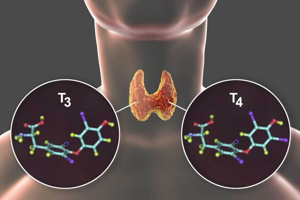 Thyroid glands with T3 and T4